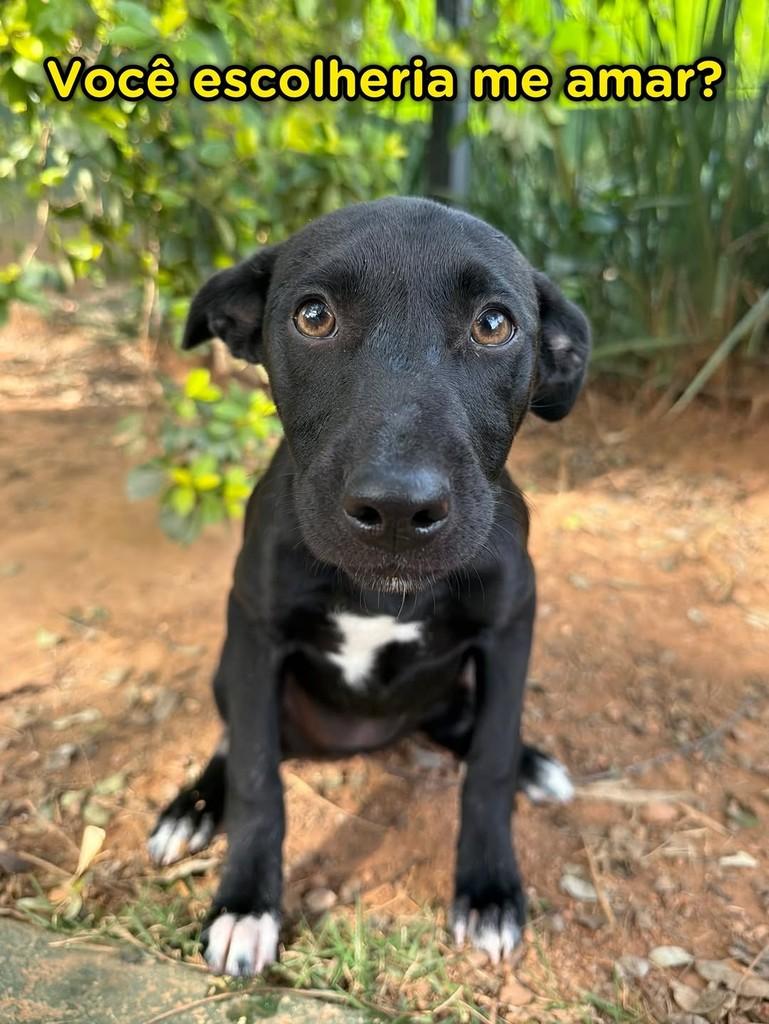 Maria, cachorro de porte pequeno para adoção em Campinas - SP