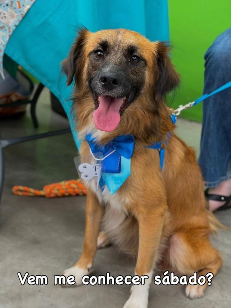 Pixel, cachorro de porte médio para adoção em Campinas - SP