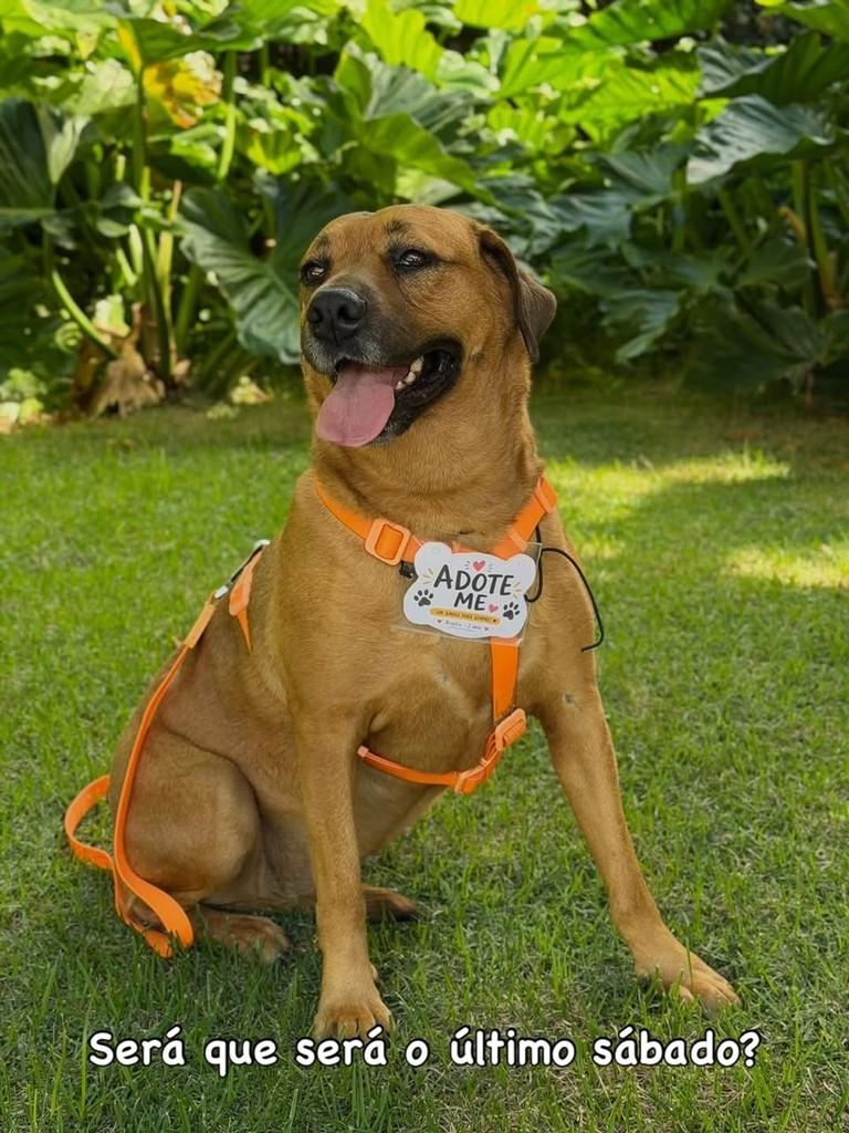 Brigitte, cachorro de porte grande para adoção em Campinas - SP