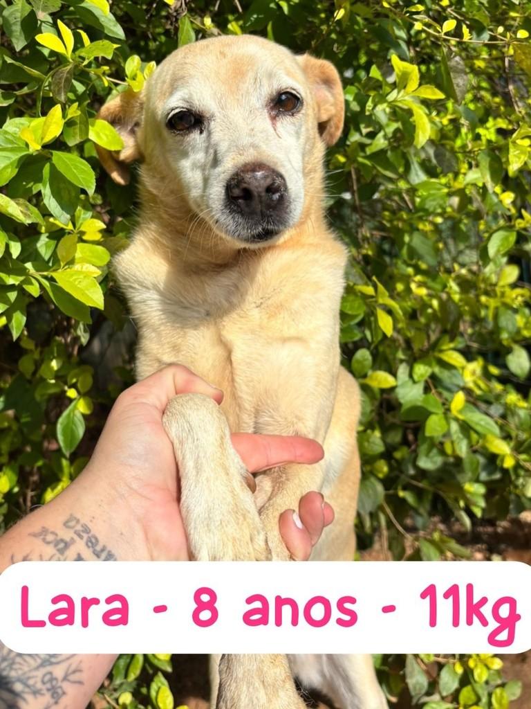 Lara, cachorro de porte pequeno para adoção em Campinas - SP