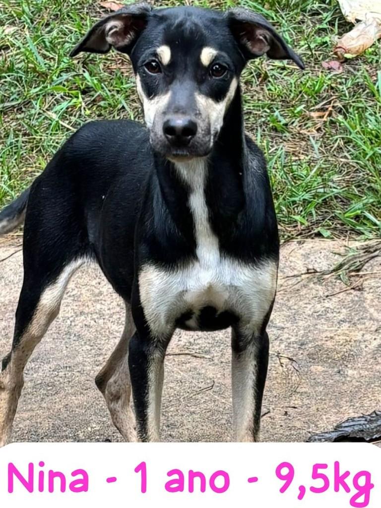 Essa Menina, cadela de porte pequeno para adoção em Campinas - SP
