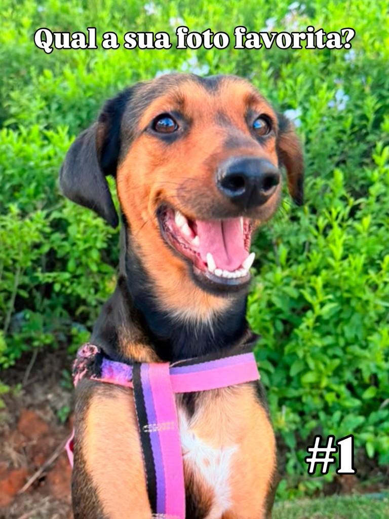 Bits, cachorro de porte grande para adoção em Campinas - SP