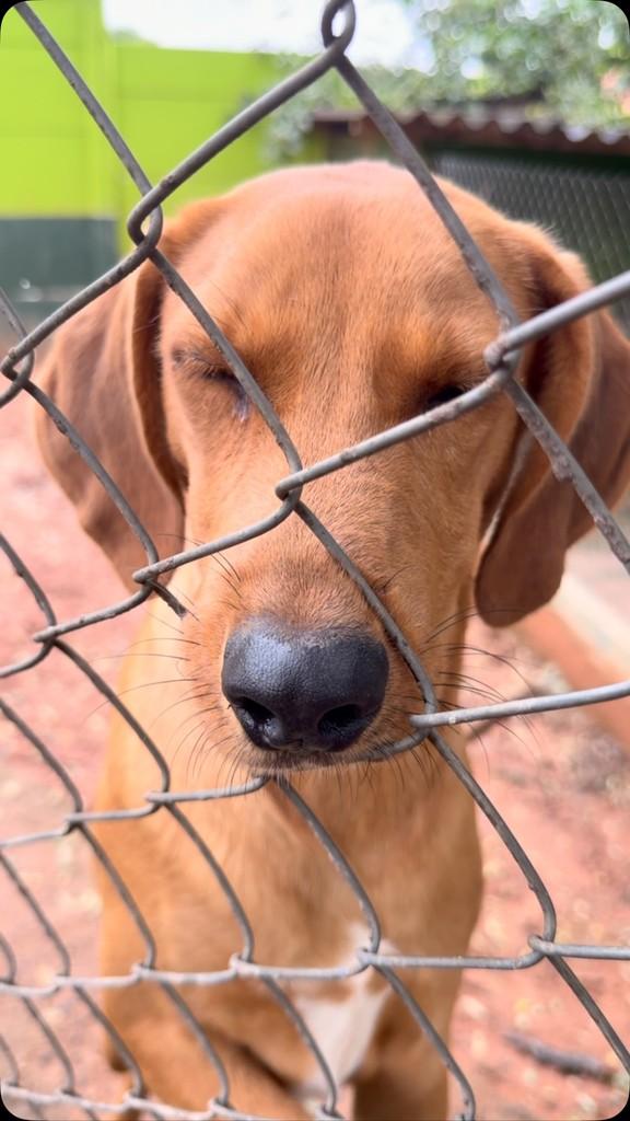 Marlei, cachorro de porte médio para adoção em Campinas - SP