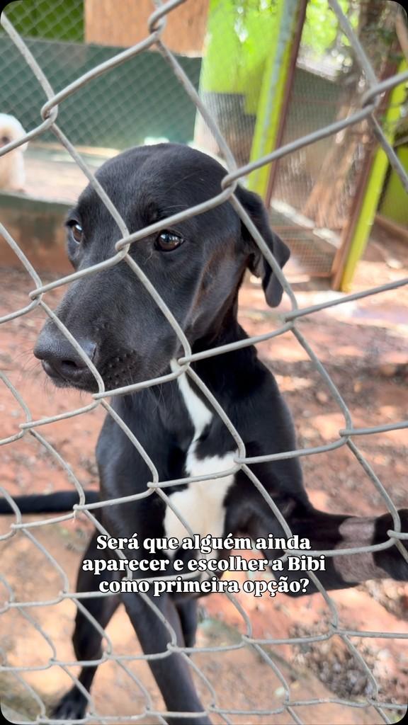 Bibi, cadela de porte médio para adoção em Campinas - SP