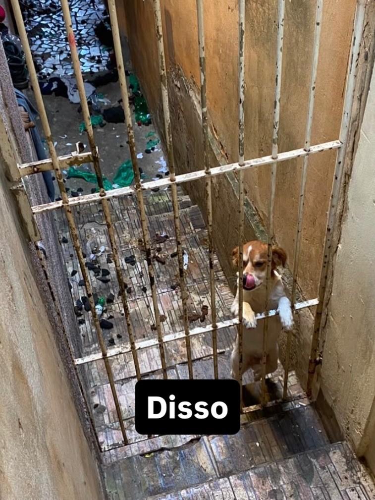 Dioguinho, cachorro de porte pequeno para adoção em Campinas - SP