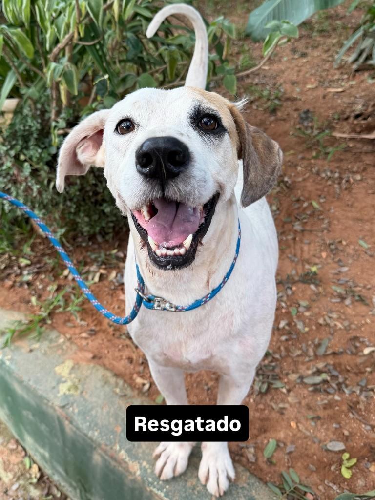 Thor, cachorro de porte médio para adoção em Campinas - SP