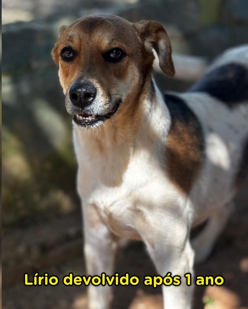 Lírio, cachorro de porte pequeno para adoção em Campinas - SP