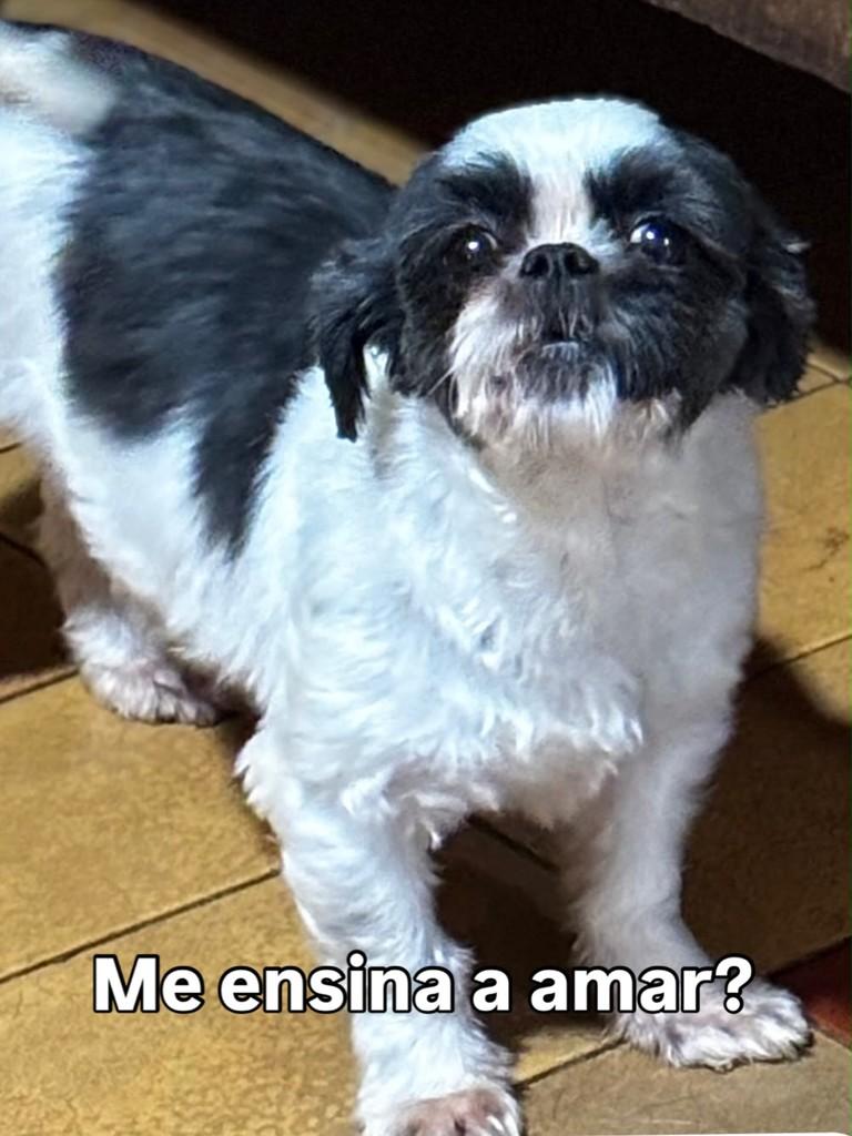 Maya, cadela de porte médio para adoção em Campinas - SP