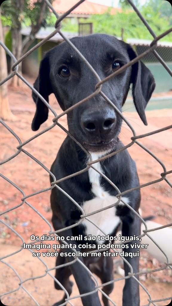 Dino, cachorro de porte médio para adoção em Campinas - SP