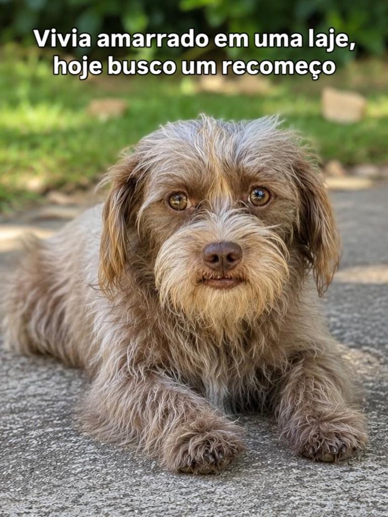 Fred, cachorro de porte médio para adoção em Campinas - SP