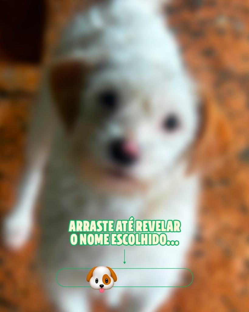 Téo, cachorro de porte pequeno para adoção em Campinas - SP