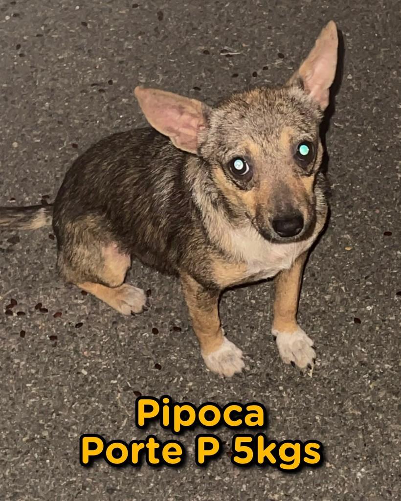 Pipoquinha, cachorro de porte pequeno para adoção em Campinas - SP