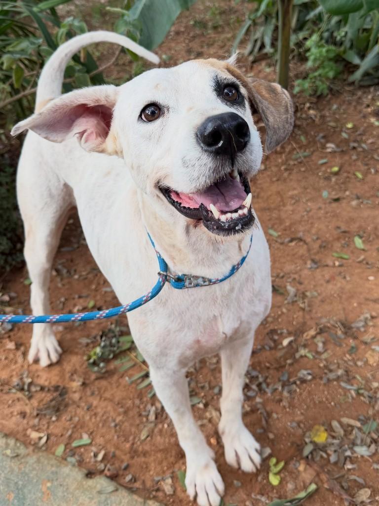 Troy, cachorro de porte médio para adoção em Campinas - SP