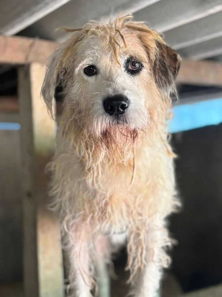 Troy, cachorro de porte médio para adoção em Campinas - SP — foto 2 de 2