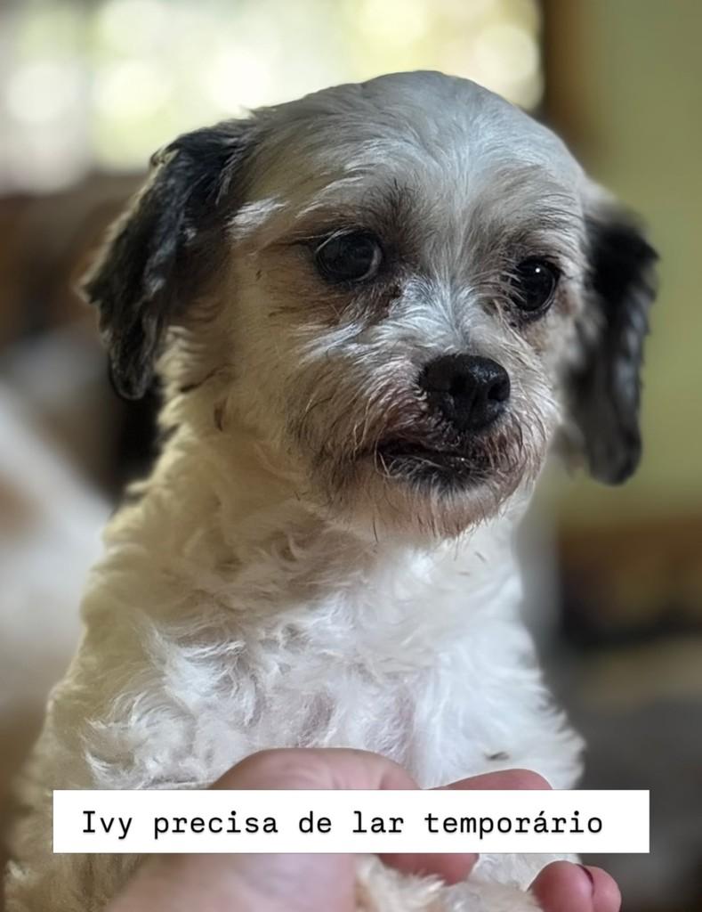Ivy, cadela de porte pequeno para adoção em Campinas - SP