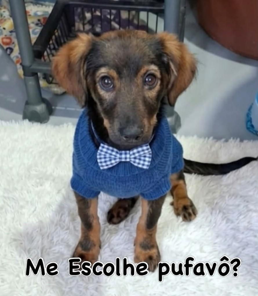 Zeus, cachorro de porte pequeno para adoção em Campinas - SP