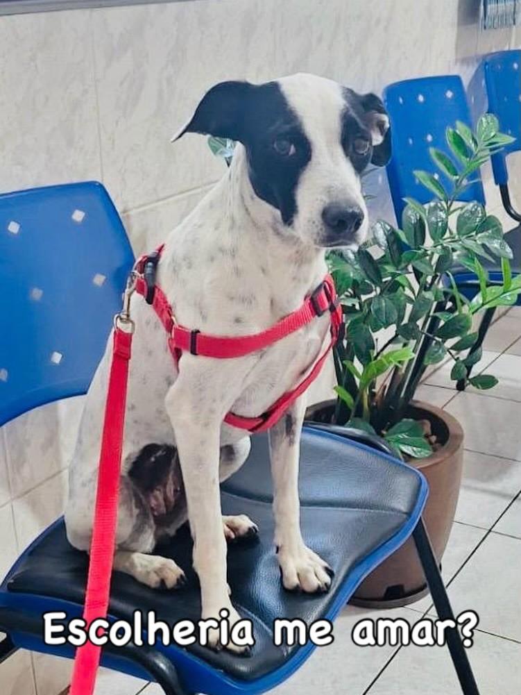 Belinha, cadela de porte médio para adoção em Campinas - SP