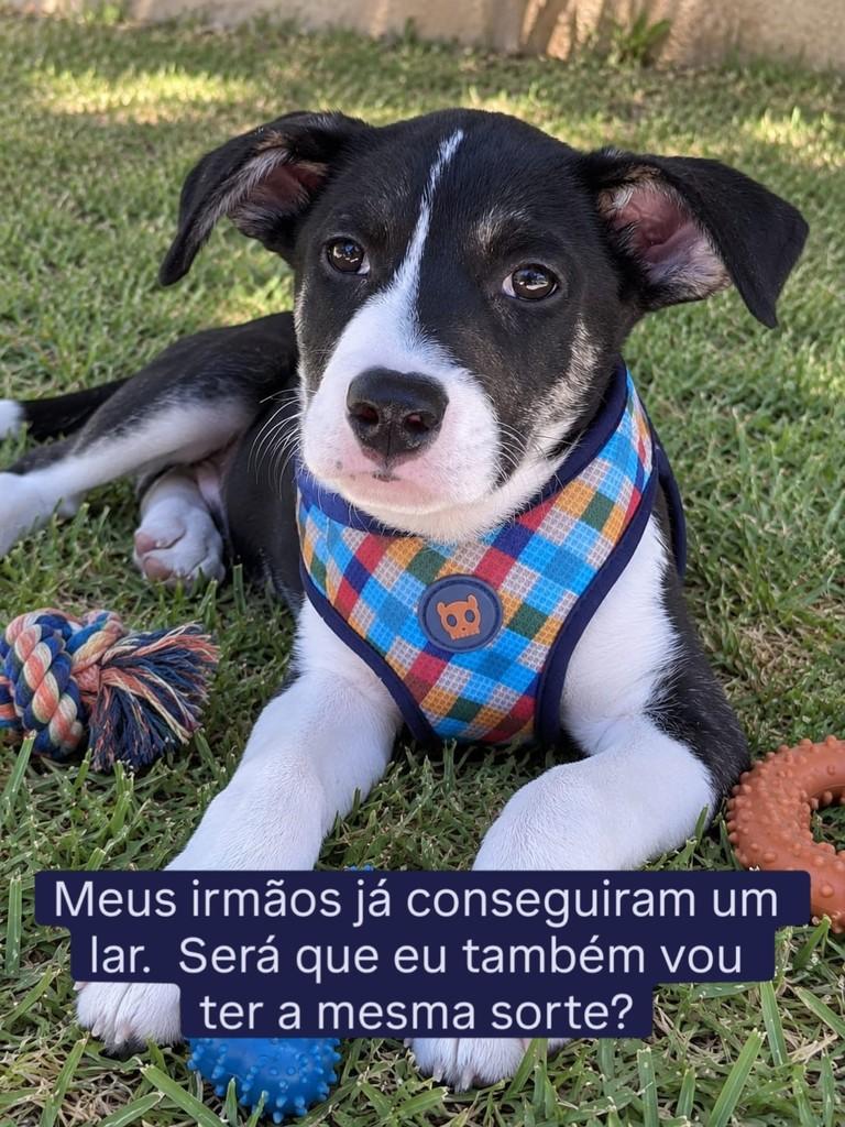 Amalfi, cachorro de porte pequeno para adoção em Campinas - SP