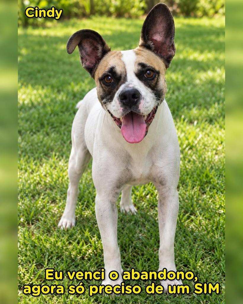 Cindy, cachorro de porte médio para adoção em Campinas - SP