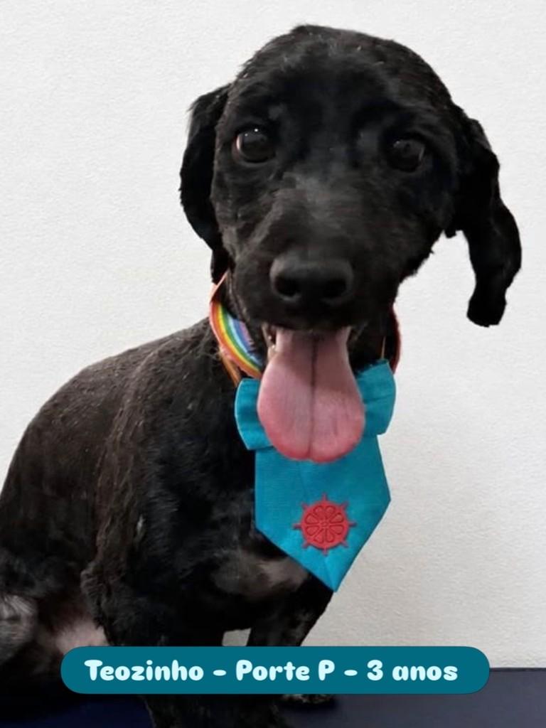 Theozinho, cachorro para adoção em Campinas - SP