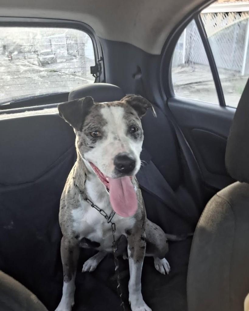 Zoe, cadela de porte médio para adoção em Campinas - SP
