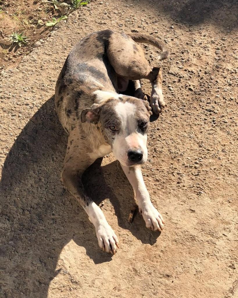 Zoe, cadela de porte médio para adoção em Campinas - SP — foto 2 de 2