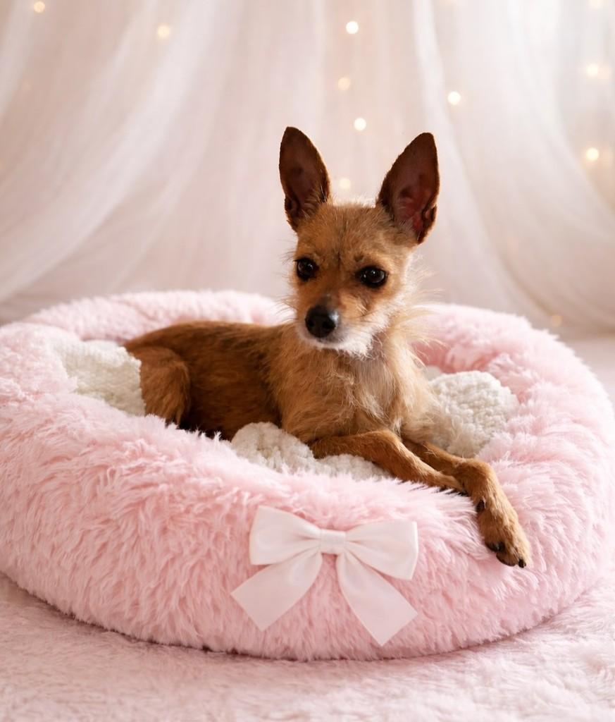 Santinha, cachorro de porte pequeno para adoção em Nova Lima - MG