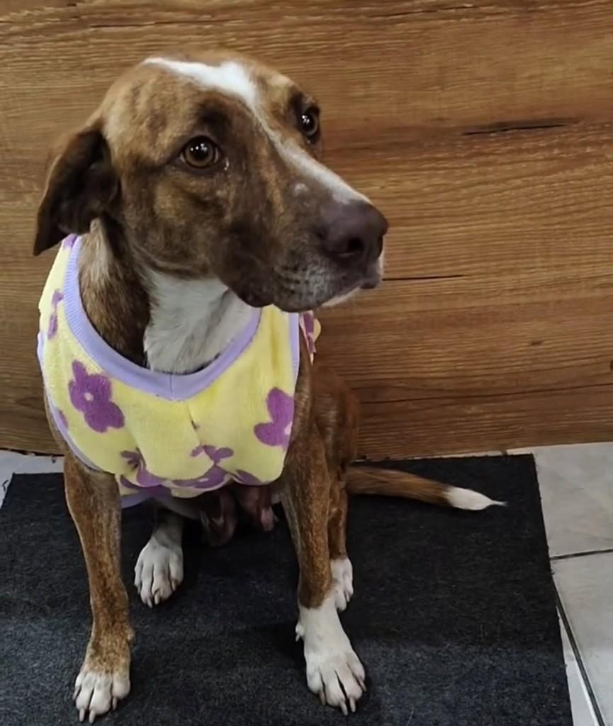 Esmeralda, cadela de porte médio para adoção em Nova Lima - MG