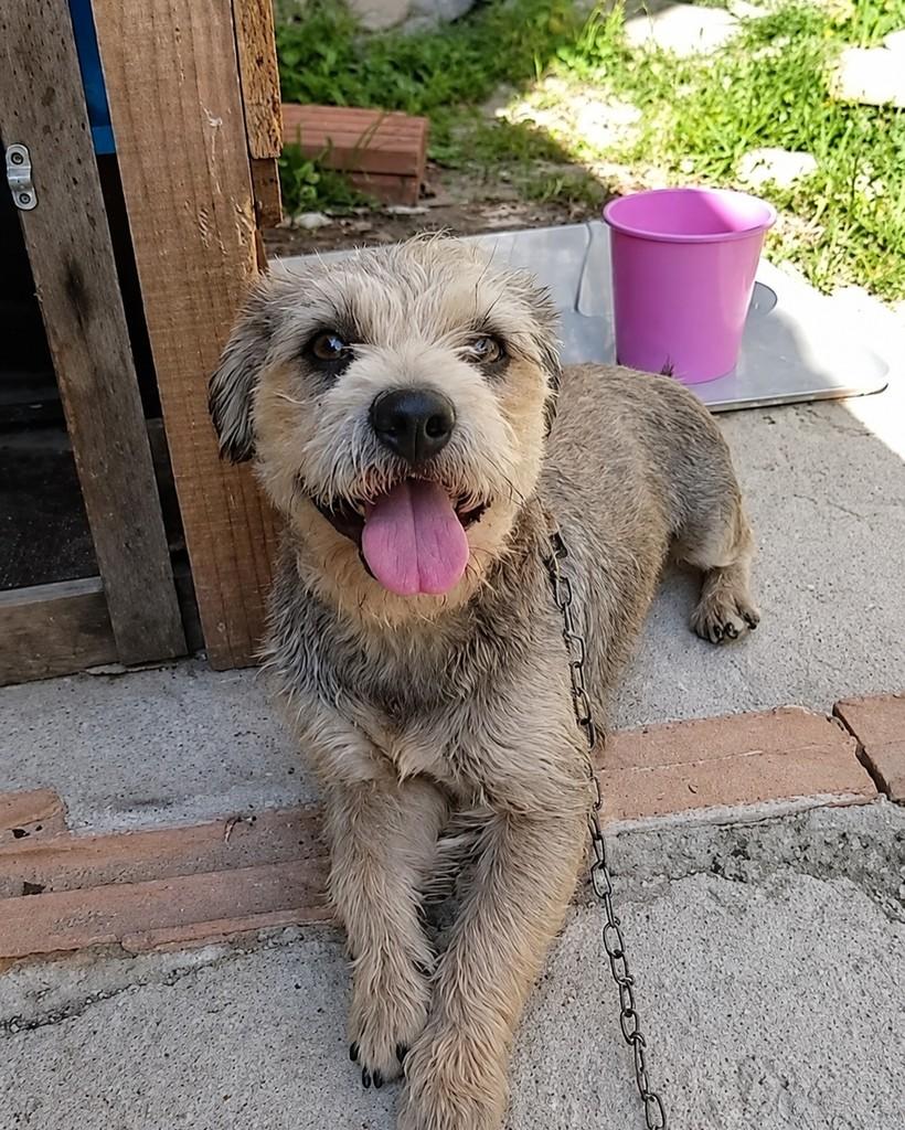 Bob, cachorro de porte pequeno para adoção em Belo Horizonte - MG