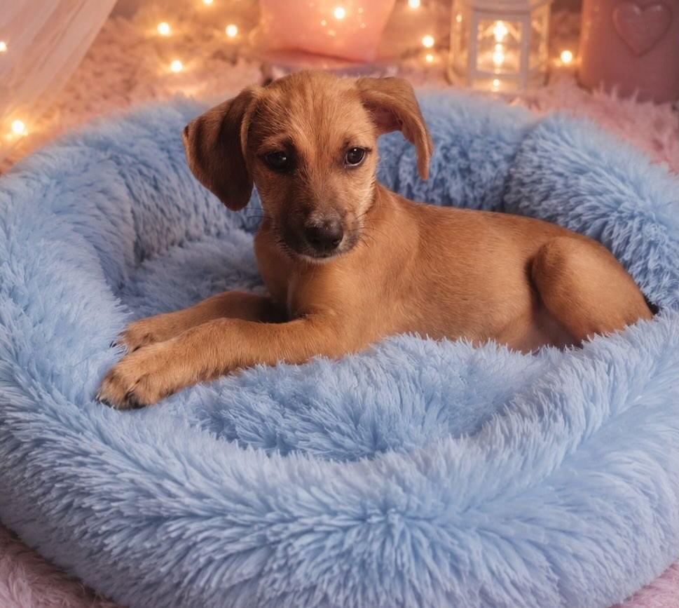 Caramelo, cachorro de porte pequeno para adoção em Nova Lima - MG
