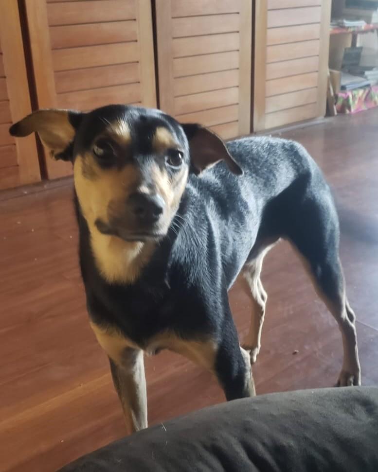 Cacau, cachorro de porte pequeno para adoção em Nova Lima - MG