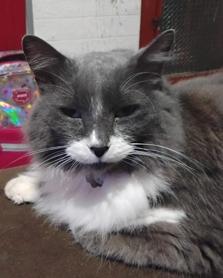 Nico, gato de porte médio para adoção em Nova Lima - MG