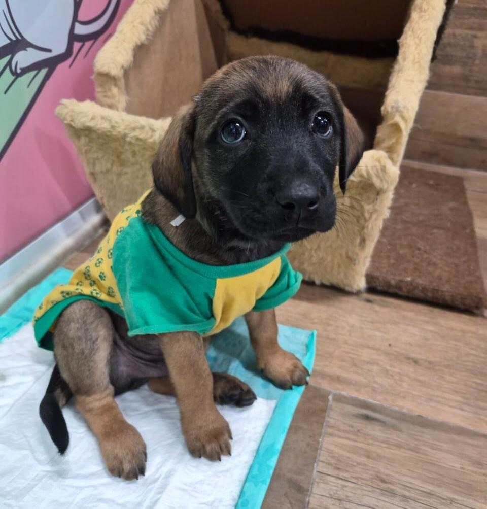 Enzo, cachorro de porte médio para adoção em Nova Lima - MG
