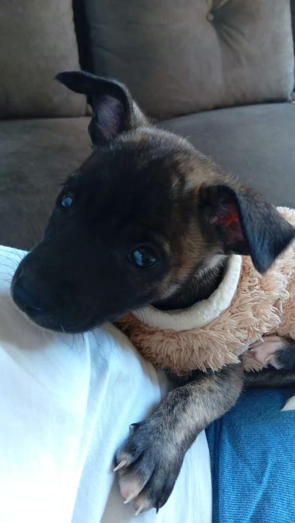 Olívia, cachorro para adoção em Nova Lima - MG