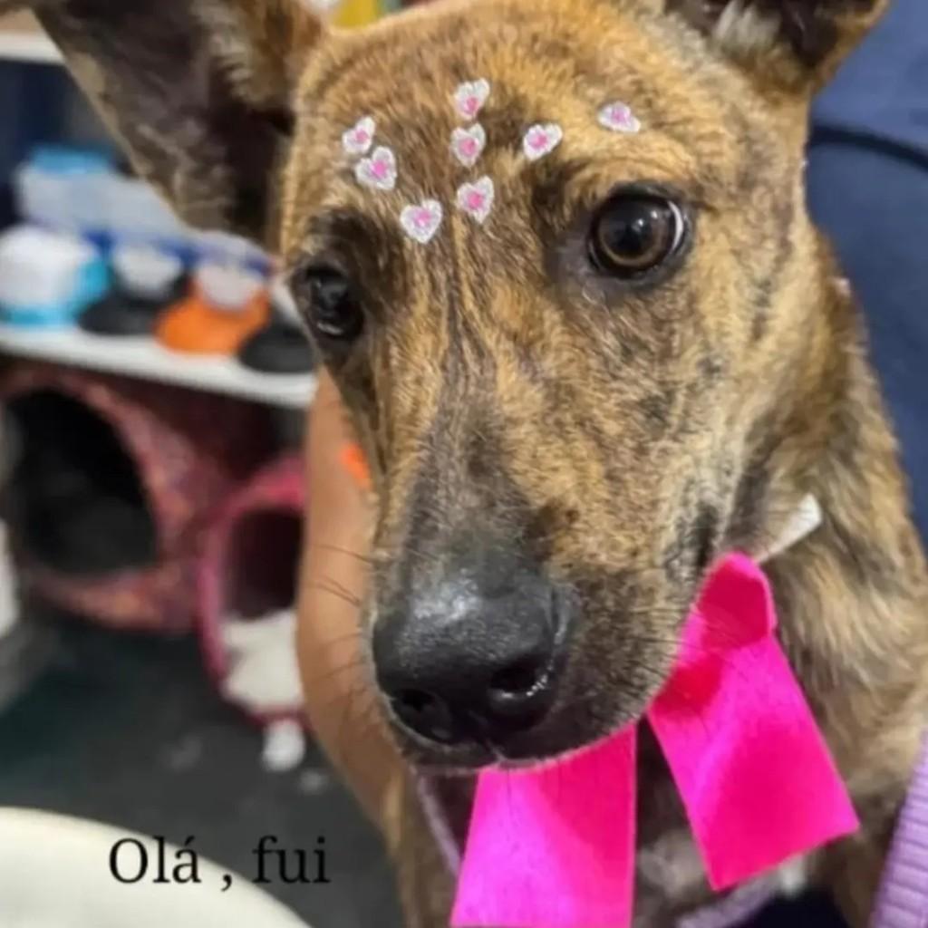 Paçoca, cachorro de porte pequeno para adoção em Nova Lima - MG