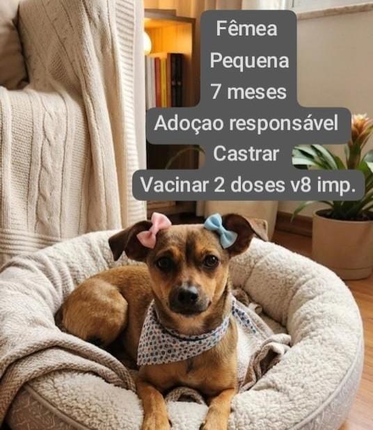 Princesinha, cadela de porte pequeno para adoção em Nova Lima - MG