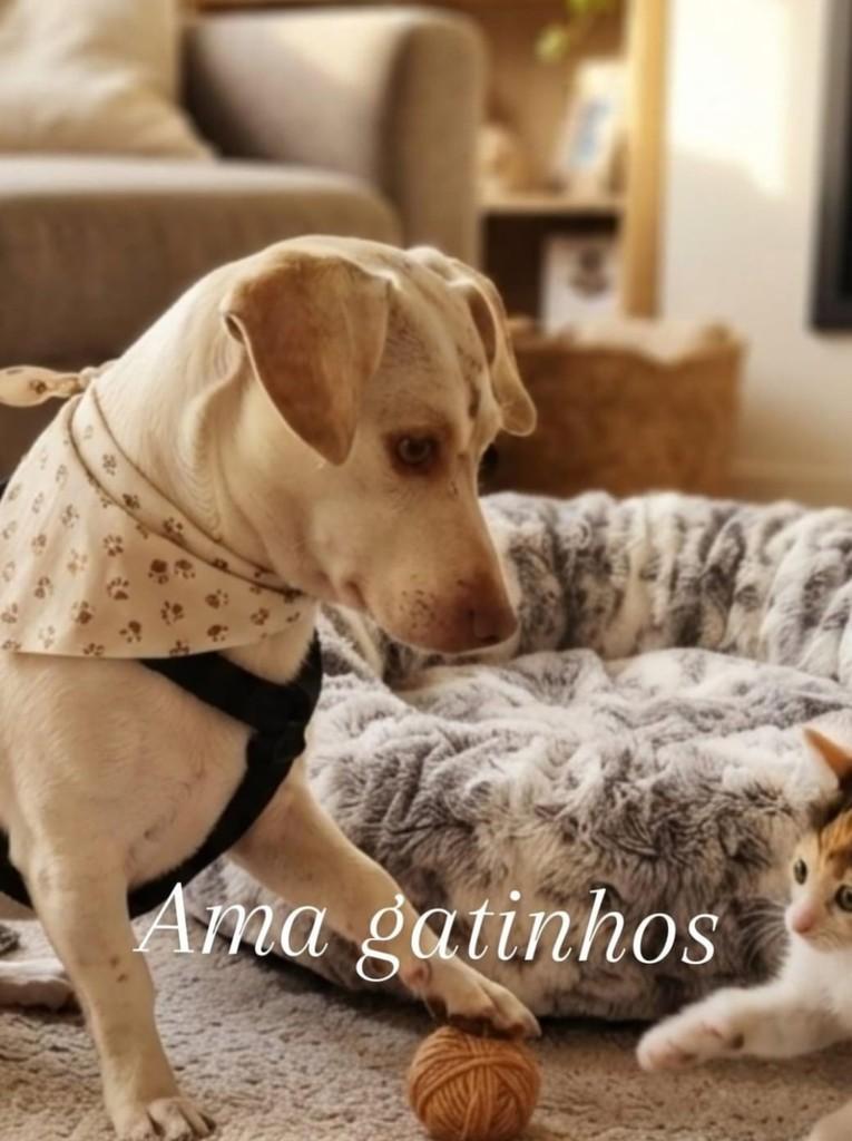Basset, cachorro de porte pequeno para adoção em Nova Lima - MG