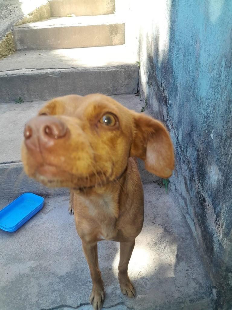 Mocinha, cachorro de porte pequeno para adoção em Nova Lima - MG