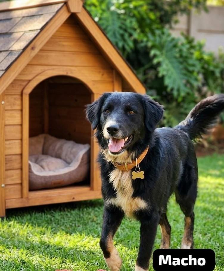 Oliver, cachorro de porte médio para adoção em Nova Lima - MG