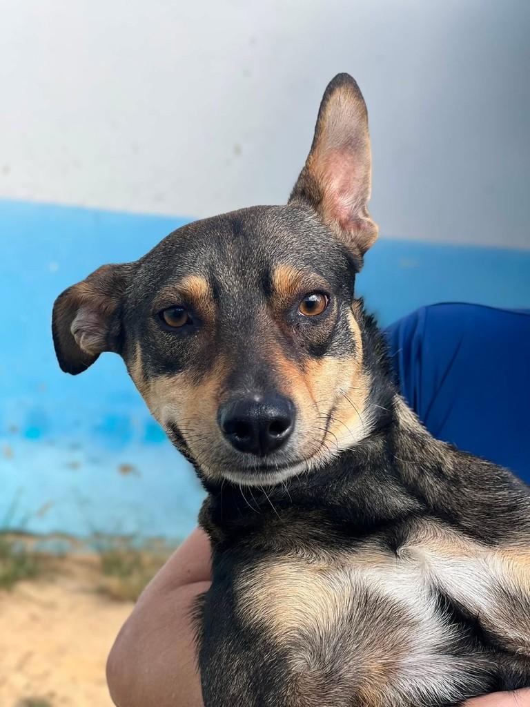 Moreno, cachorro de porte pequeno para adoção em Vespasiano - MG