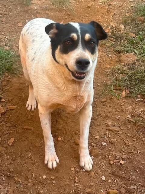 Cachorrinha, cadela de porte grande para adoção em Nova Lima - MG