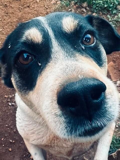 Cachorrinha, cadela de porte grande para adoção em Nova Lima - MG — foto 2 de 2