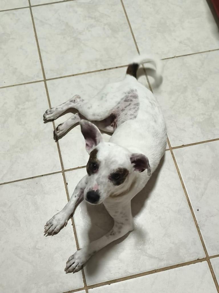 Pandora, cadela de porte pequeno para adoção em Belo Horizonte - MG