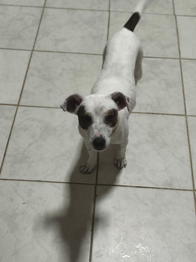 Pandora, cadela de porte pequeno para adoção em Belo Horizonte - MG — foto 3 de 3