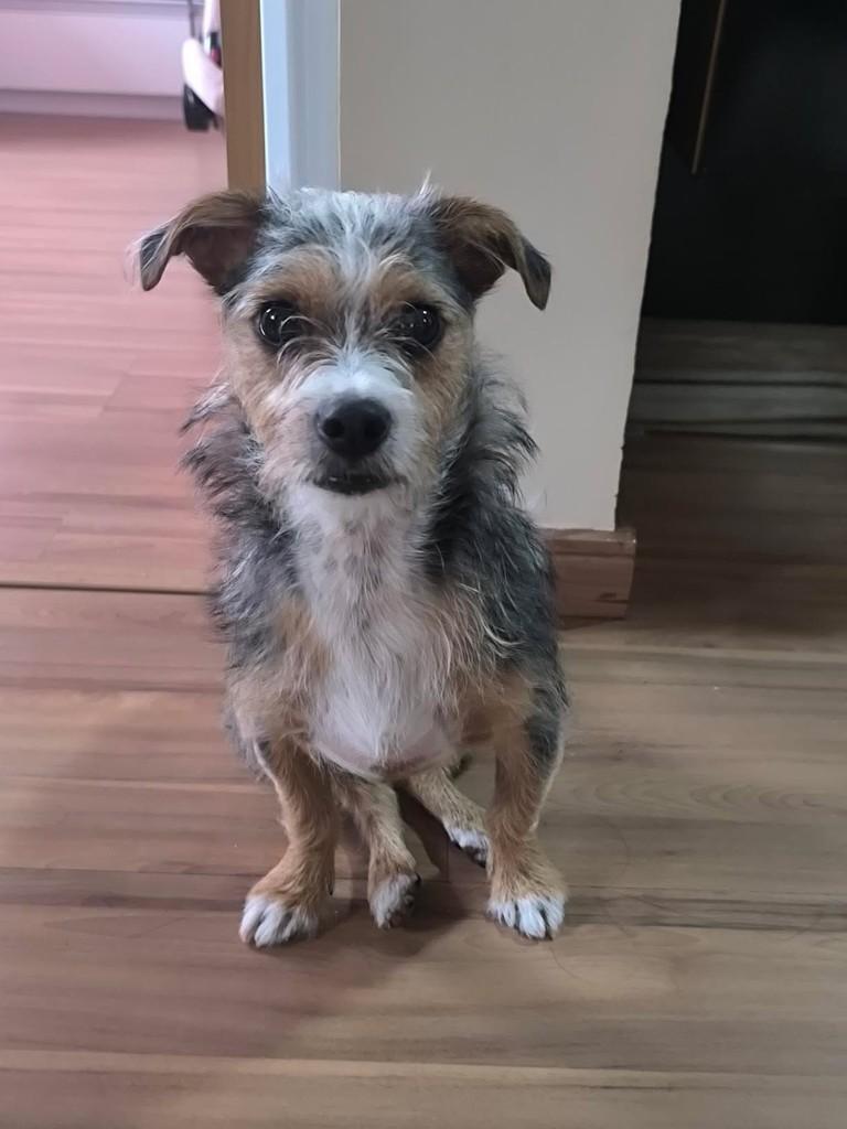 Tog, cachorro de porte pequeno para adoção em Belo Horizonte - MG