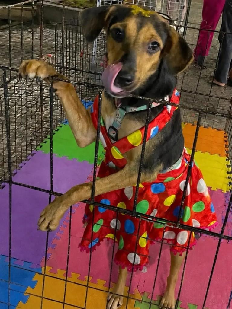 Latifa, cachorro de porte pequeno para adoção em Manaus - AM