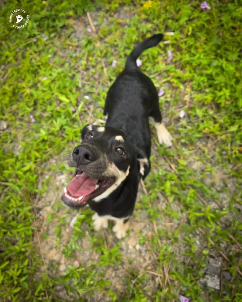 Aipim, cachorro de porte médio para adoção em Salvador - BA