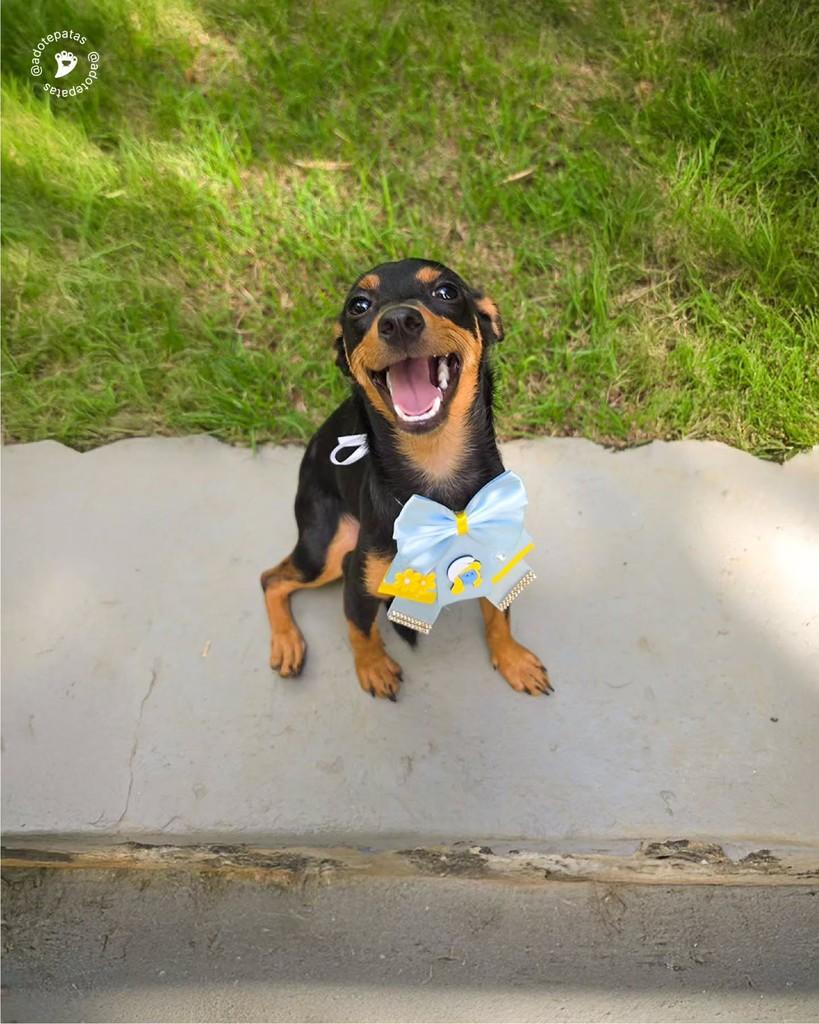 Lulu, cadela de porte pequeno para adoção em Salvador - BA