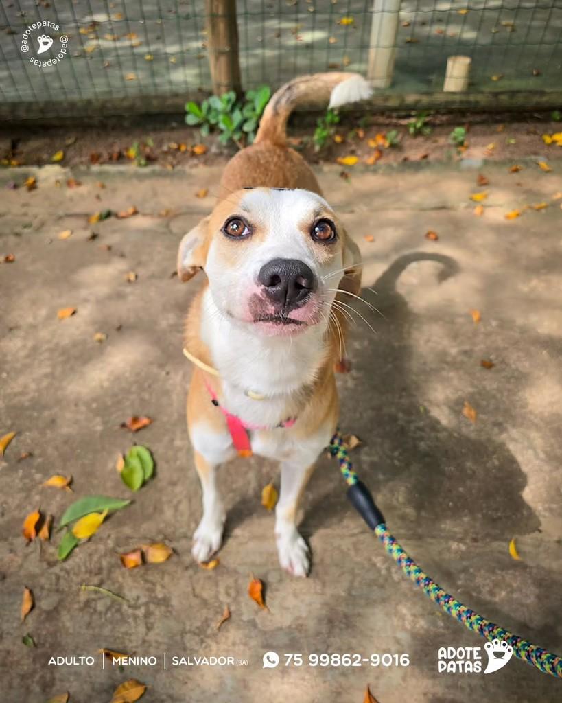 Canjica, cachorro de porte médio para adoção em Salvador - BA
