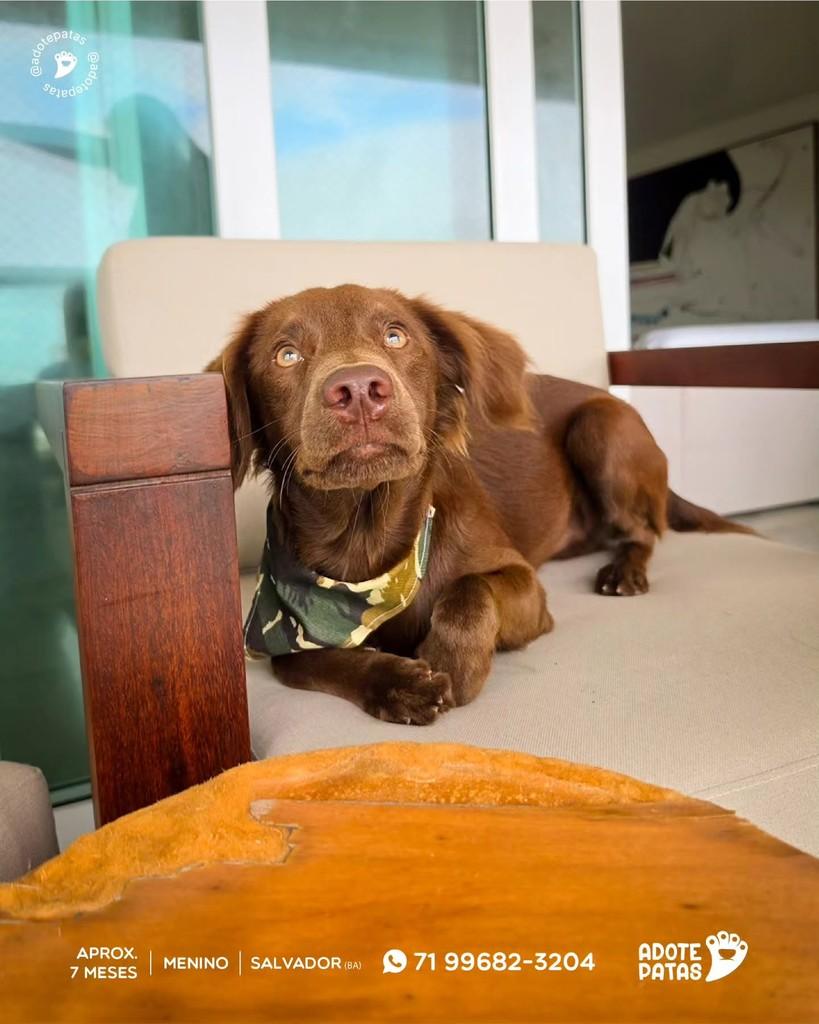 Oliver, cachorro de porte médio para adoção em Salvador - BA